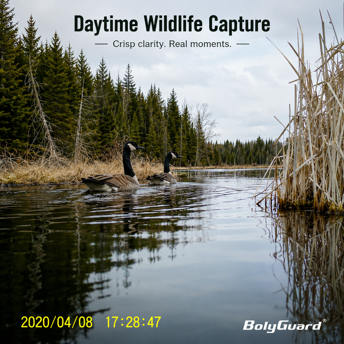 BolyGuard BG662-HQ 4K Trail Camera – 56MP Wildlife Hunting Camera with Invisible 940nm Night Vision
